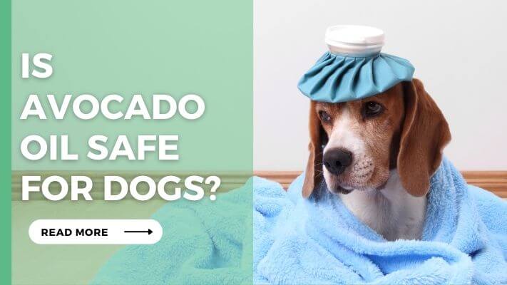 Is Avocado Oil Safe for Dogs