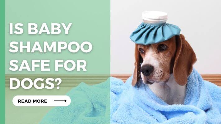 Is Baby Shampoo Safe for Dogs