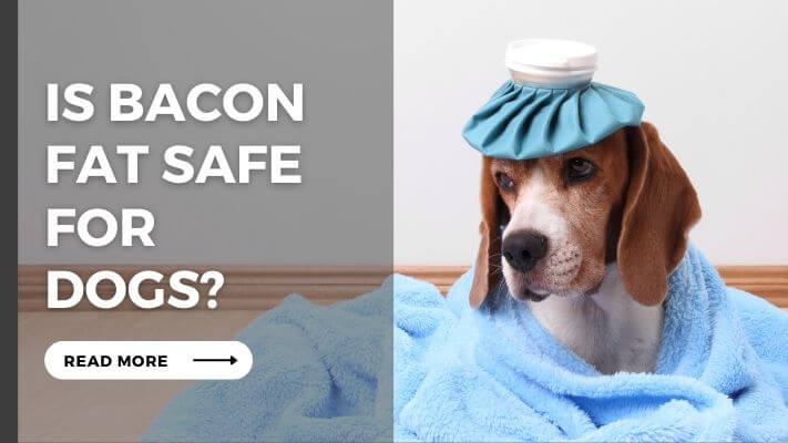 Is Bacon Fat Safe For Dogs