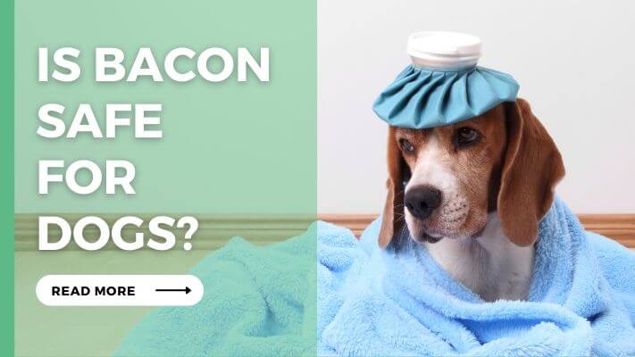 Is Bacon Safe for Dogs