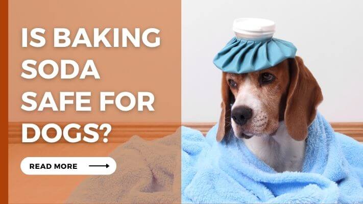 Is-Baking-Soda-Safe-For-Dogs