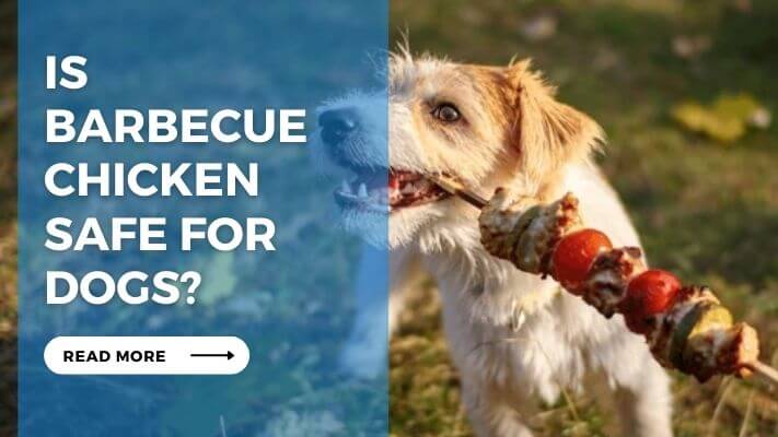 Is Barbecue Chicken Safe for Dogs