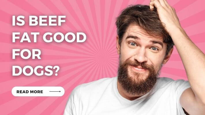 Is Beef Fat Good for Dogs