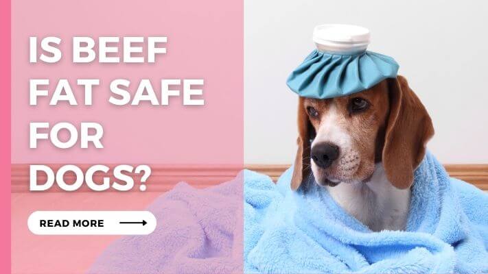 Is Beef Fat Safe for Dogs