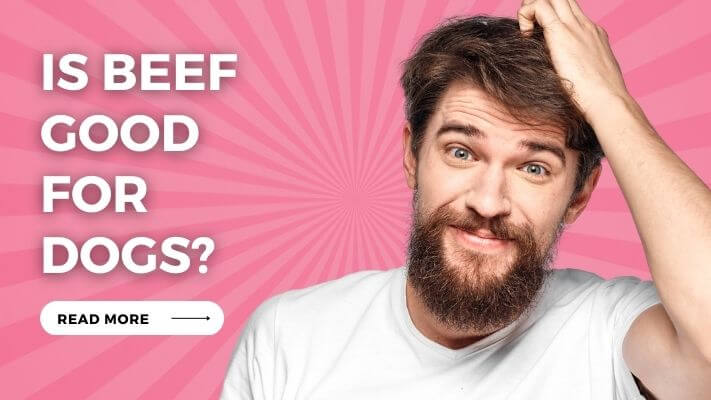 Is Beef Good for Dogs