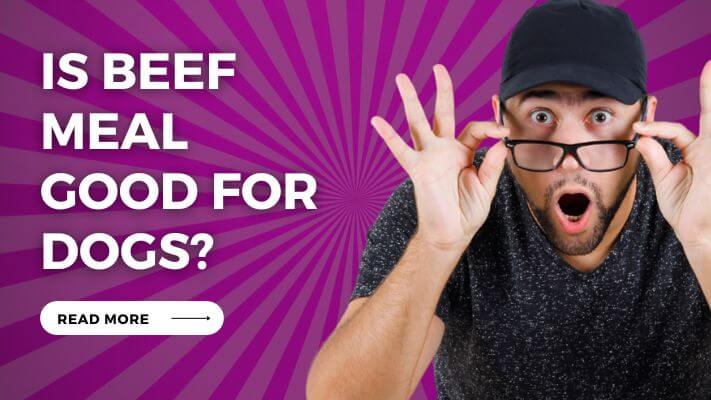 Is Beef Meal good for Dogs