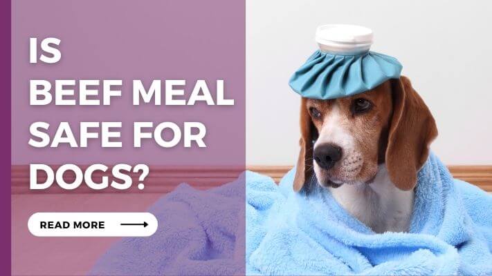 Is-Beef-Meal-safe-For-Dogs