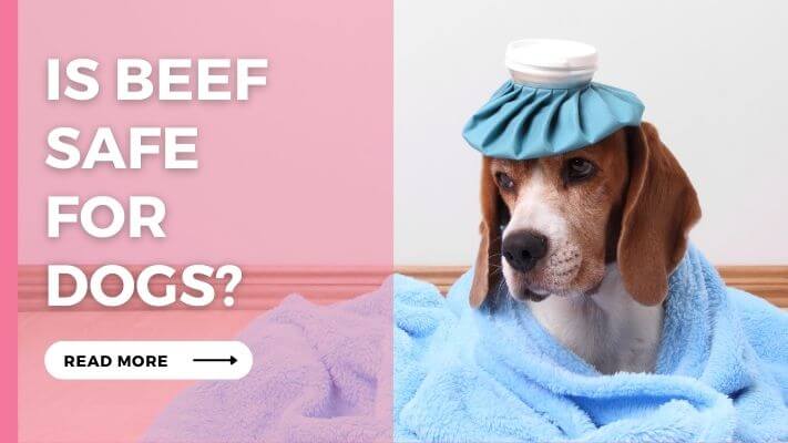 Is Beef Safe for Dogs