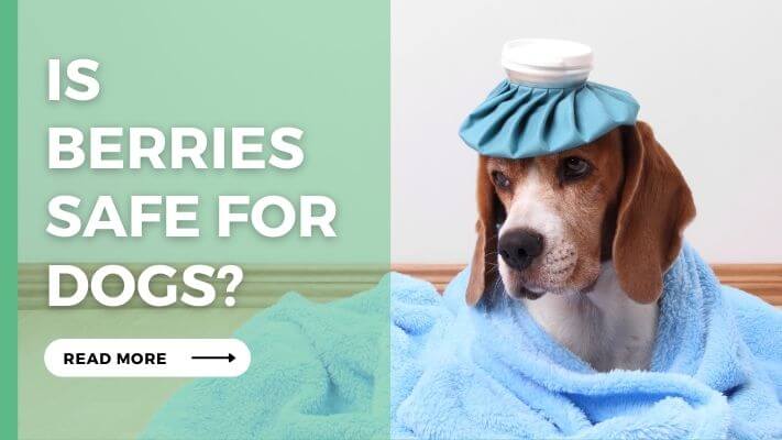 Is Berries Safe for Dogs