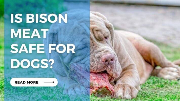 Is Bison Meat Safe for Dogs