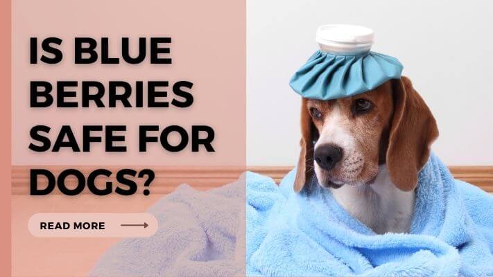 Is Blue Berries Safe for Dogs