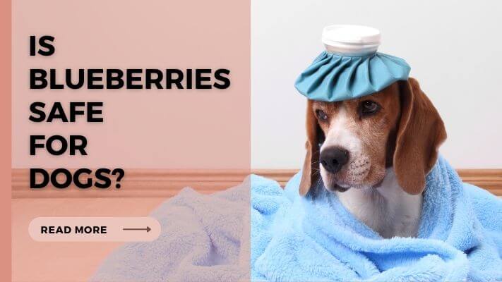 Is Blueberries Safe for Dogs