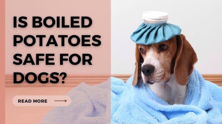 Is Boiled Potatoes Safe for Dogs