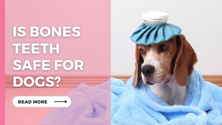 IS Bones Teeth Safe For Dogs