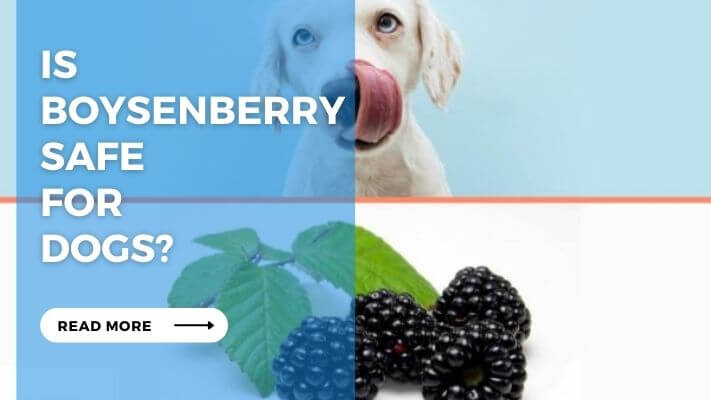 Is Boysenberry Safe for Dogs