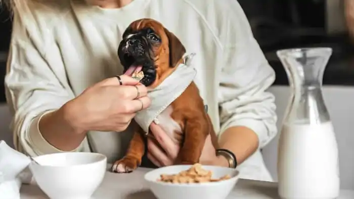 Can Dogs Eat Bran Cereal?