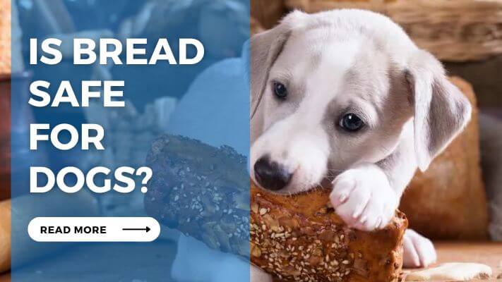 Is Bread safe for Dog