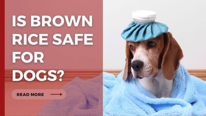 Is Brown Rice Safe for Dogs