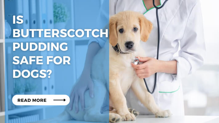 Is Butterscotch Pudding Safe for Dogs