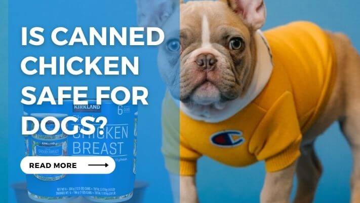 Is Canned Chicken Safe for Dogs