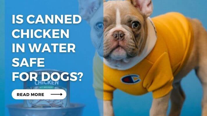 Is Canned Chicken in Water Safe for Dogs