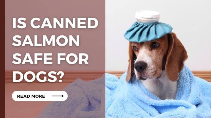 Is Canned Salmon Safe for Dogs