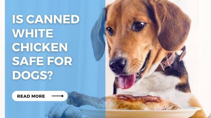 Is Canned White Chicken Safe for Dogs