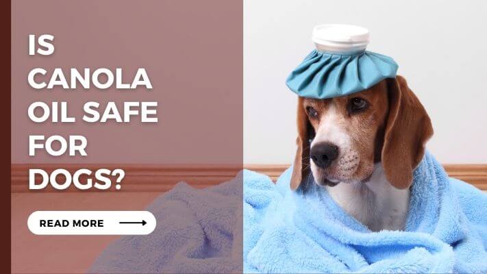 Is Canola Oil Safe For Dogs