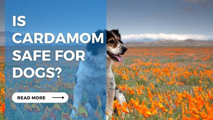 Is Cardamom Safe for Dogs