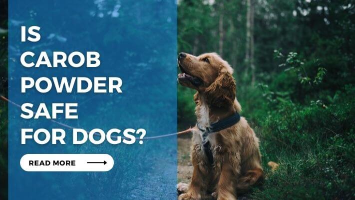 Is Carob Powder Safe for Dogs