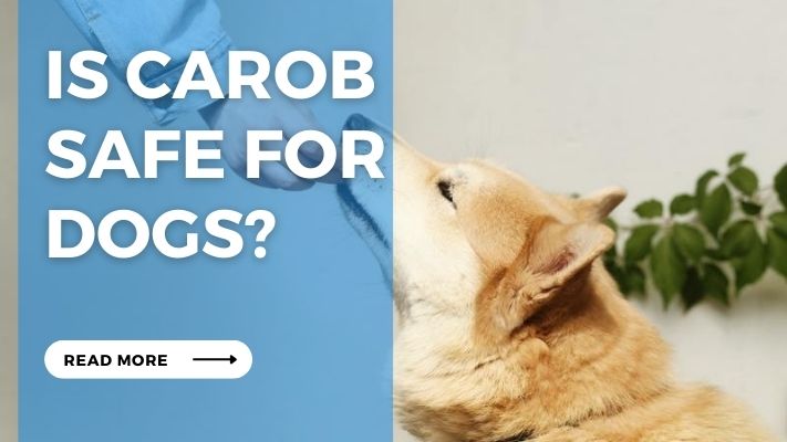 Is Carob  Safe for Dogs