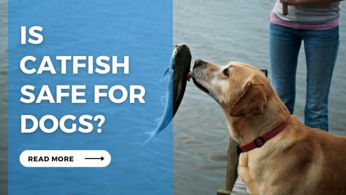 Is CatFish Safe for Dogs