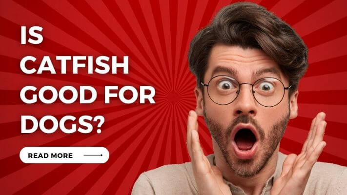 Is Catfish Good for Dogs