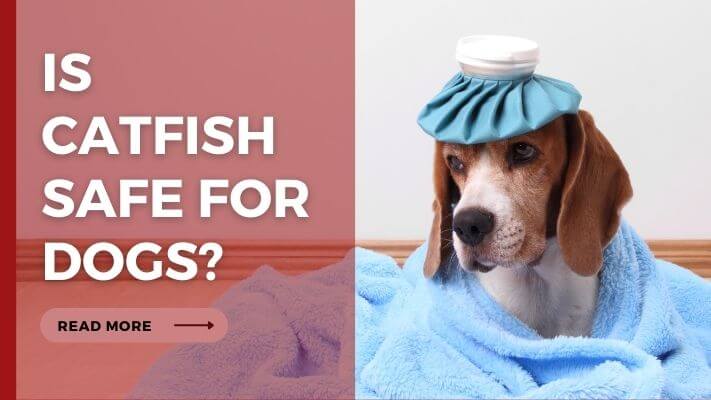 Is Catfish Safe for Dogs