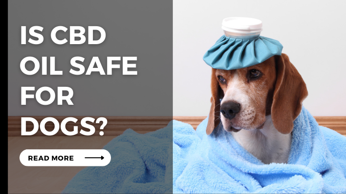 Is-Cbd-Oil-Safe-for-Dogs