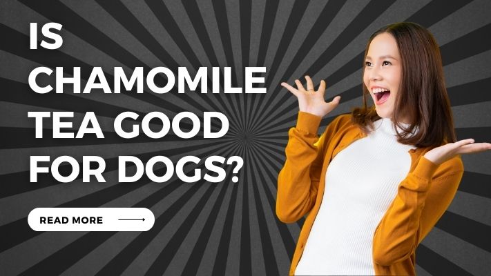 Is-Chamomile-Tea-Good-for-Dogs