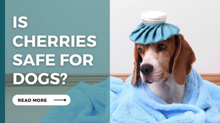 IS Cherries Safe For Dogs