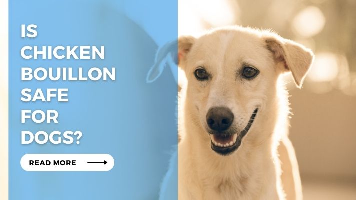 Is Chicken Bouillon Safe for Dogs