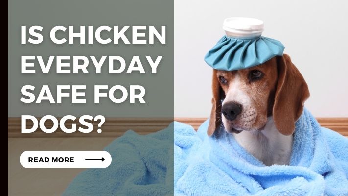 Is Chicken Everyday Safe for Dogs