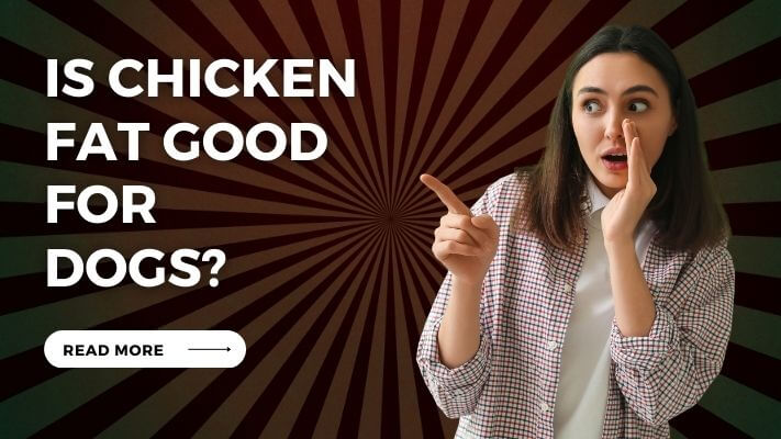 Is Chicken Fat Good for Dogs