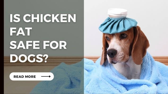 Is Chicken Fat Safe for Dogs