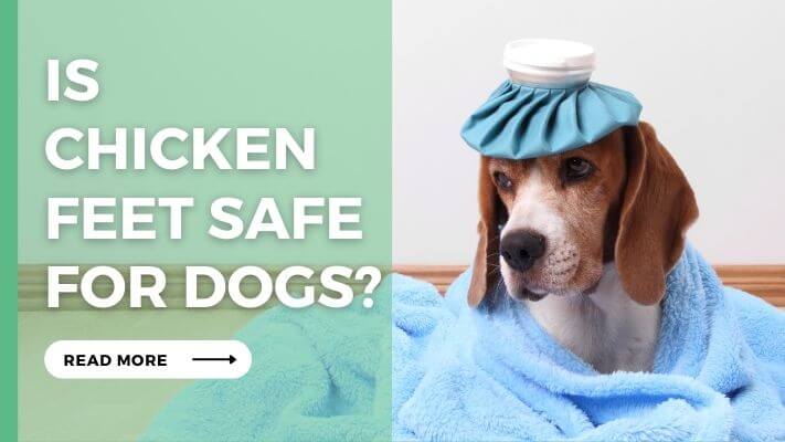 Is Chicken Feet Safe for Dogs