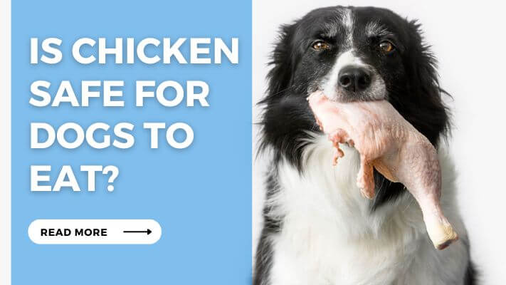 Is Chicken Safe for Dogs to Eat