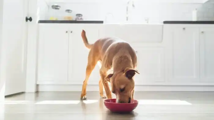 Can Dogs Eat Chicken Teriyaki?