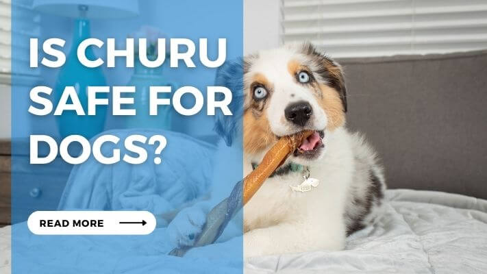 Is Churu Safe for Dogs