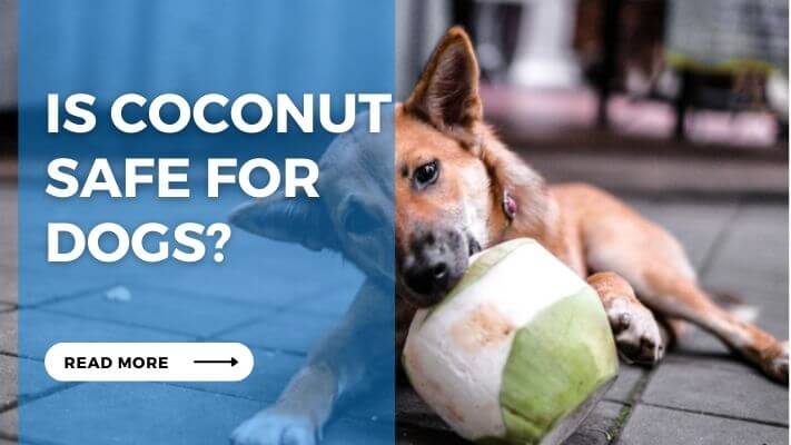 Is Coconut Safe for Dogs