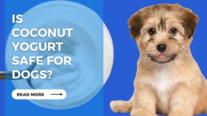 Is Coconut Yogurt Safe for Dogs