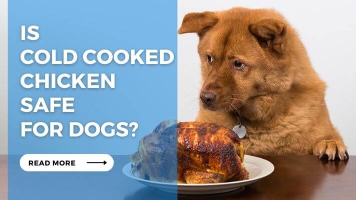 Is Cold Cooked Chicken Safe for Dogs