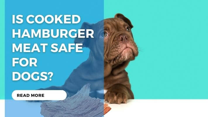 Is Cooked Hamburger Meat Safe for Dogs