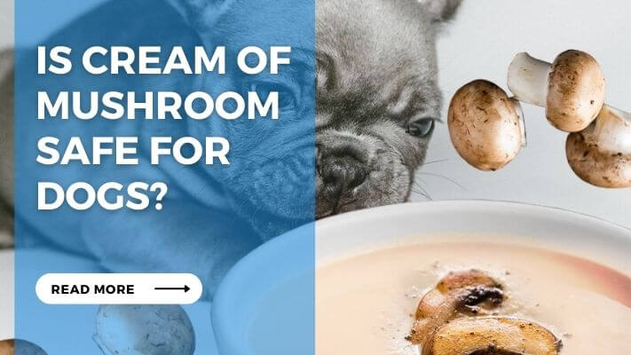 Is Cream of Mushroom Safe for Dogs